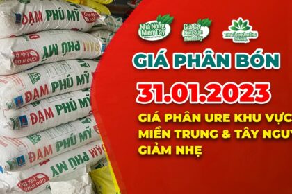 Vietnam fertilizer prices January 31, 2023