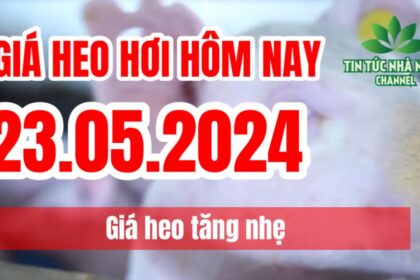 Vietnam live hog prices May 23, 2024
