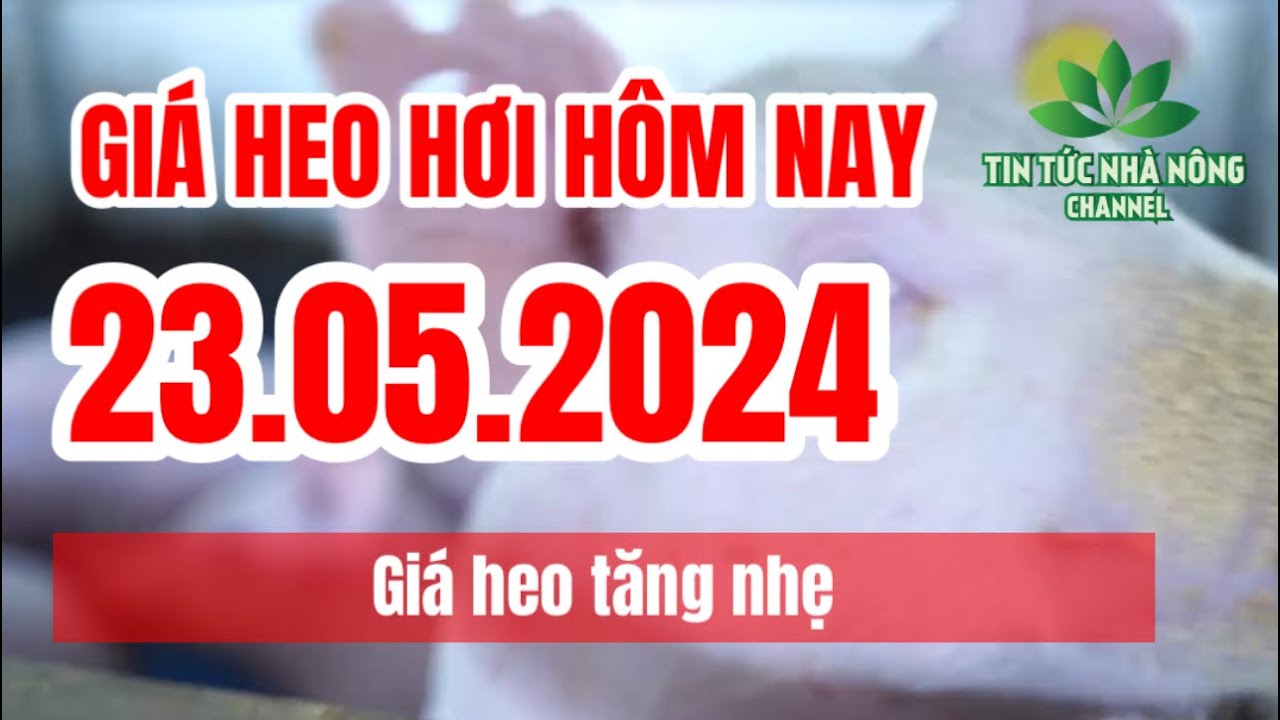 Vietnam live hog prices May 23, 2024