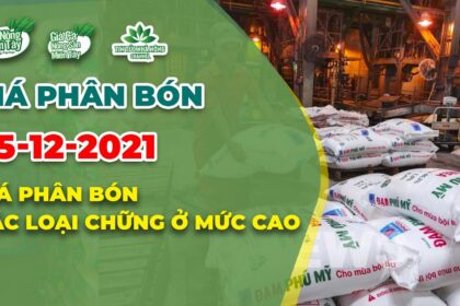 Vietnam fertilizer prices December 25, 2021