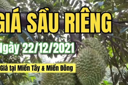 Vietnam fertilizer prices December 22, 2021