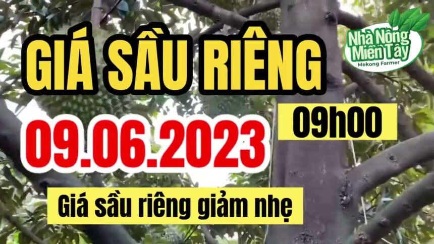 Vietnam durian prices June 9, 2023