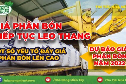 Vietnam fertilizer prices Market Update