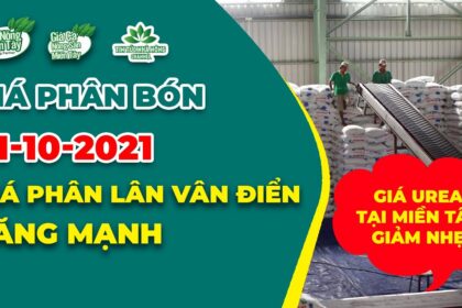 Vietnam fertilizer prices October 31, 2021