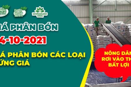 Vietnam fertilizer prices October 24, 2021