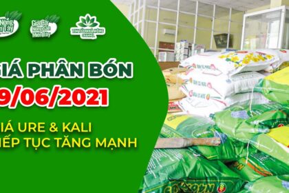 Vietnam fertilizer prices June 19, 2021