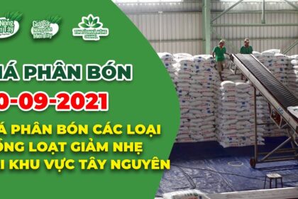 Vietnam fertilizer prices September 10, 2021