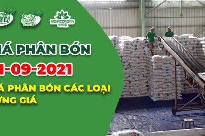Vietnam fertilizer prices September 11, 2021