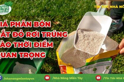 Vietnam fertilizer prices Market Update