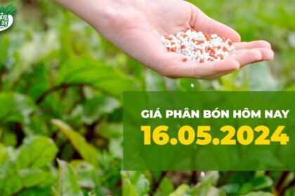 Vietnam fertilizer prices May 16, 2024