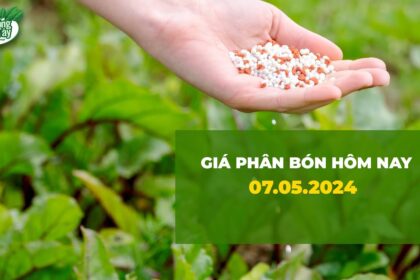 Vietnam fertilizer prices May 7, 2024