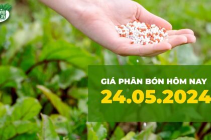 Vietnam fertilizer prices May 24, 2024