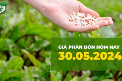Vietnam fertilizer prices May 30, 2024