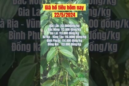 black pepper prices today