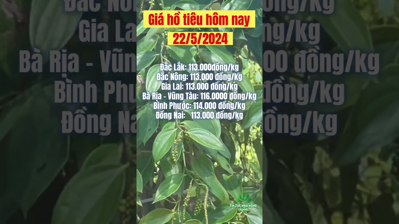 black pepper prices today