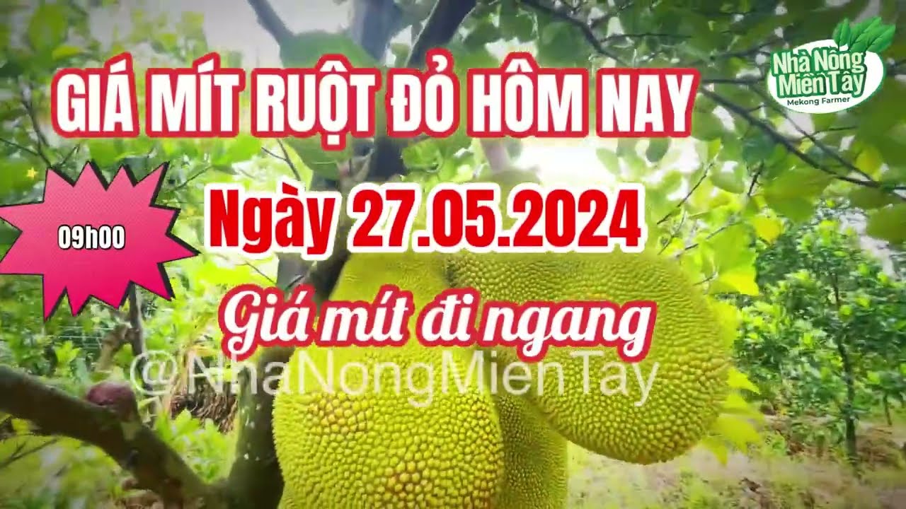 red-fleshed jackfruit prices today