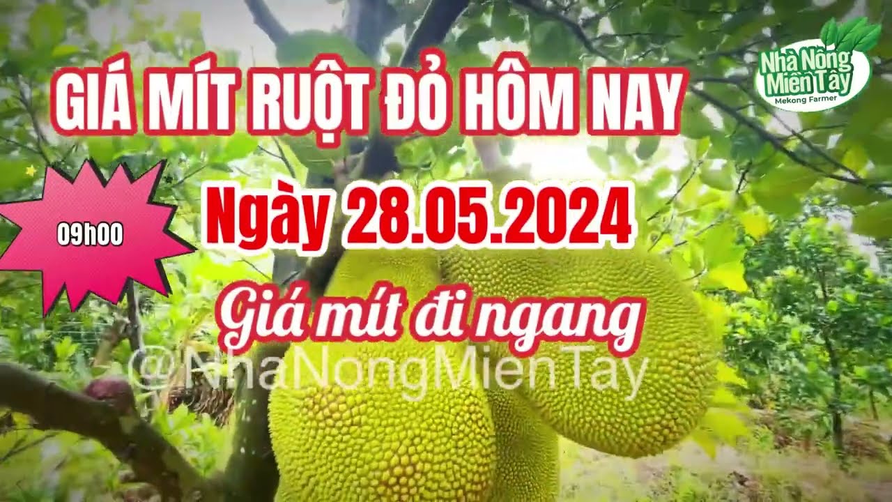 red-fleshed jackfruit prices today