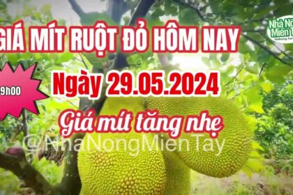 red-fleshed jackfruit prices today