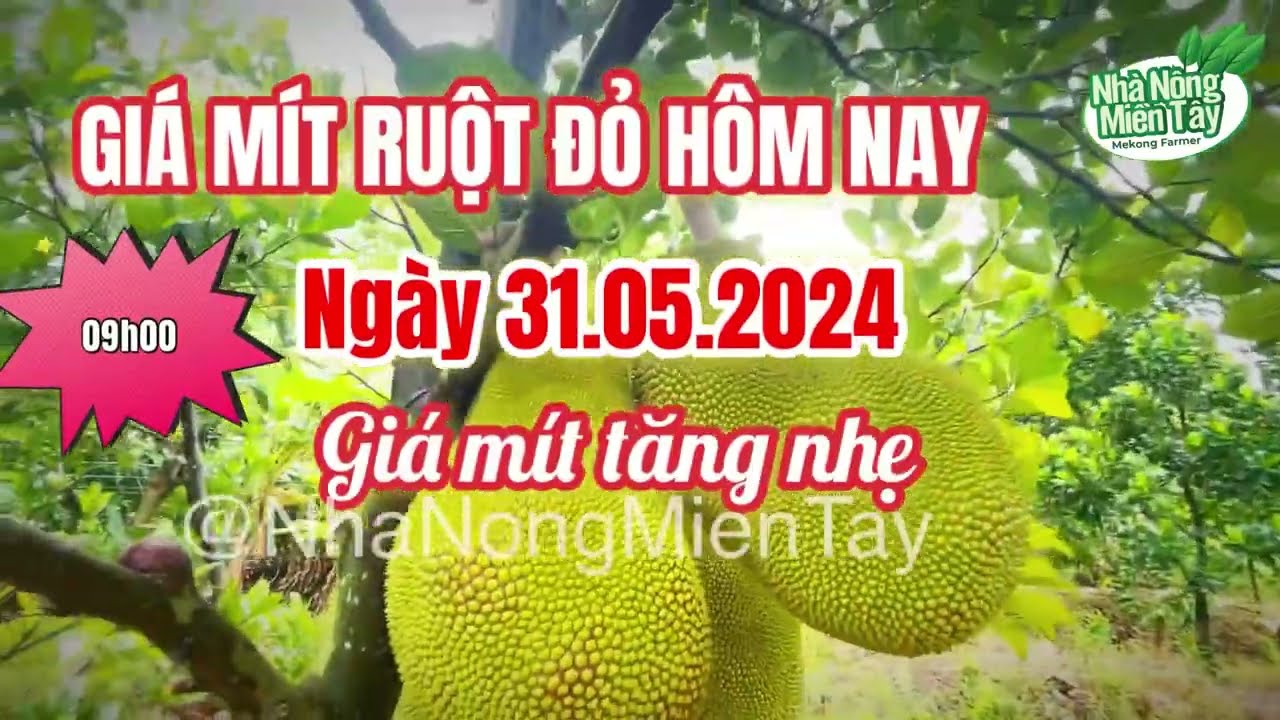 red-fleshed jackfruit prices today