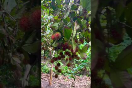 rambutan orchard