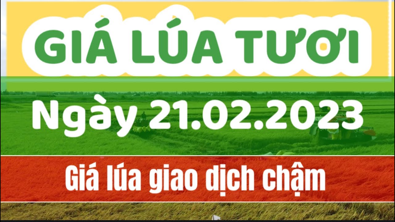 rice and paddy prices today