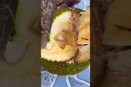 Vietnam Thai jackfruit prices Market Update