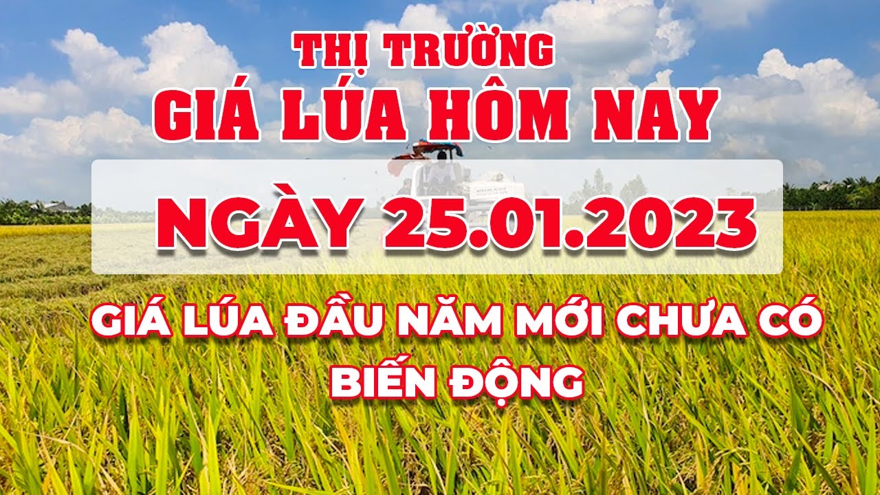 rice and paddy prices today