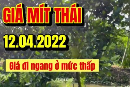 Thai jackfruit prices today