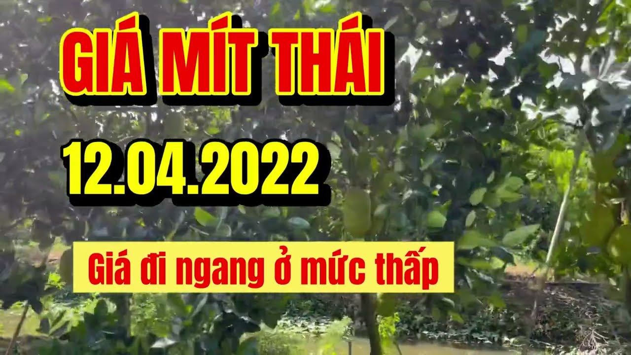 Thai jackfruit prices today