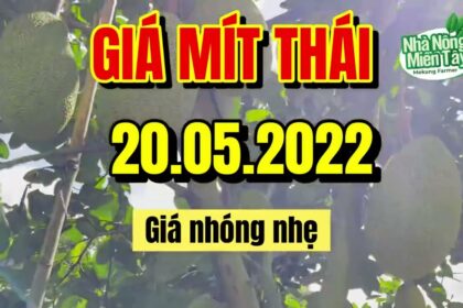 Thai jackfruit prices today