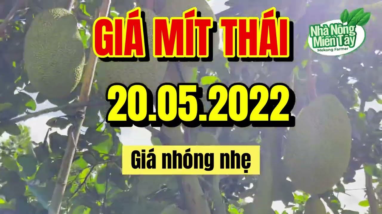 Thai jackfruit prices today